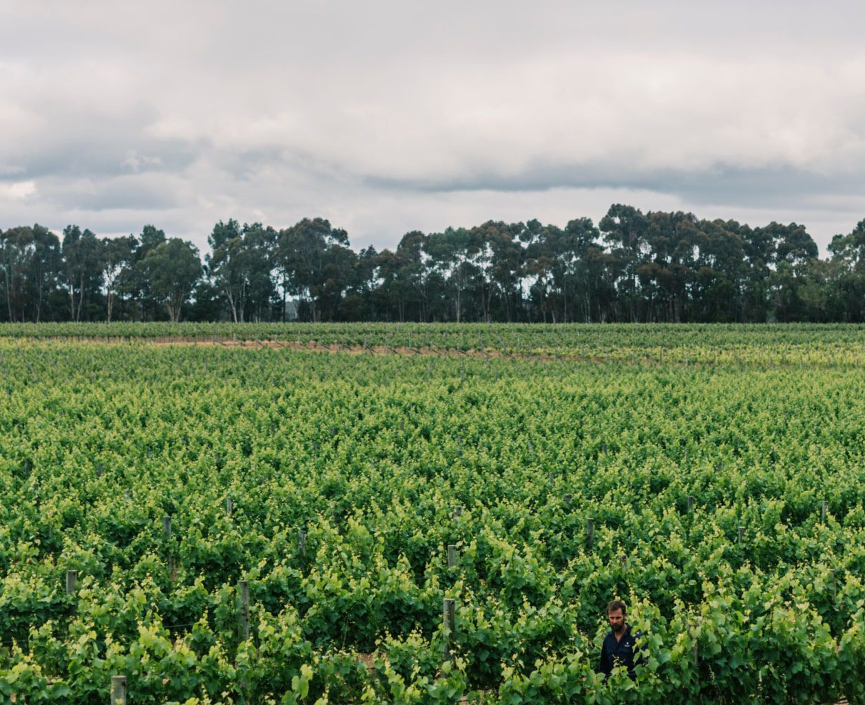 Vasse Felix Vasse Felix